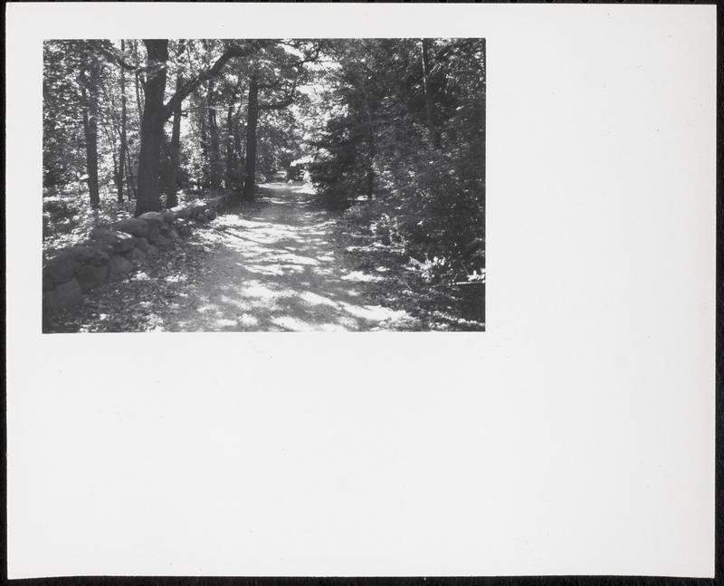 Forest trail, Boston