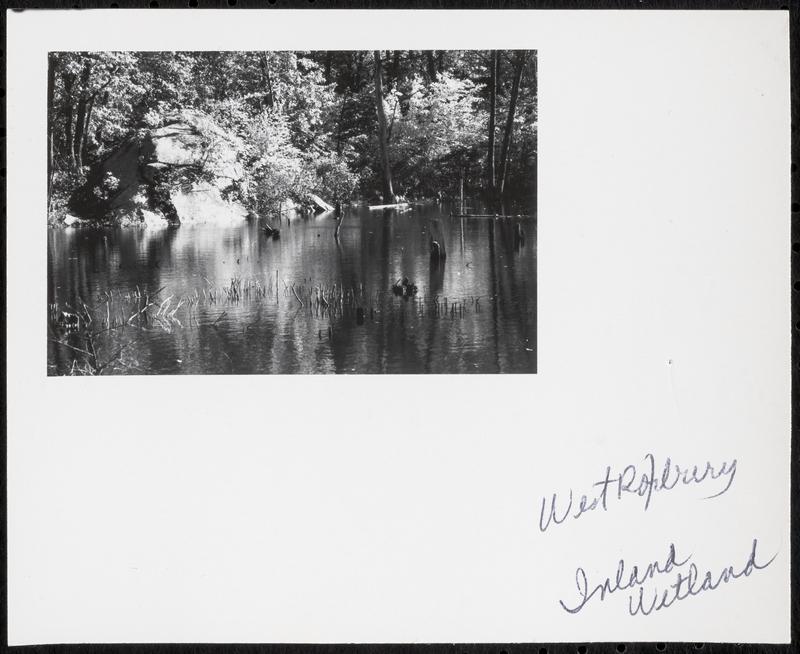 West Roxbury, inland wetland