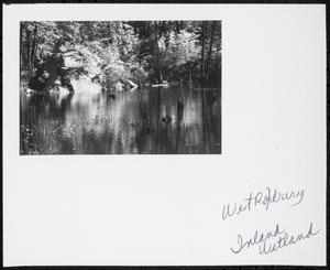 West Roxbury, inland wetland