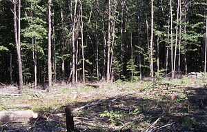 NSF-URP Coppice Woodlot Study. Red maple (Acer rubrum) boles cleared.
