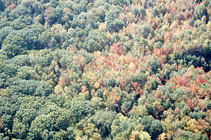 Aerial oblique view International Biological Programme (IBP) Plot - U.S. Forest Service Farm Forestry Unit A South at boundary with old pasture on 14 October 1971.