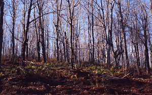 Nearing the Taconic ridge above South Branch Birch Brook.