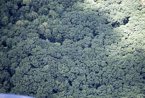 Aerial oblique view of International Biological Programme (IBP) Plot - U.S. Forest Service Farm Forestry Unit A South of Ford Glen Brook on 14 July 1971.