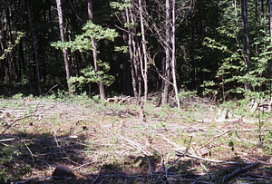 NSF-URP Coppice Woodlot Study. Red maple coppice cut.
