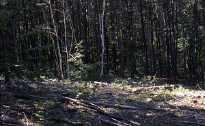 NSF-URP Coppice Woodlot Study. Red maple coppice cut.