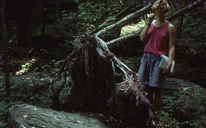 Yellow birch (Betula alleghaniensis) tree fall off rock near Diana's Bath on South Branch of Birch Brook.