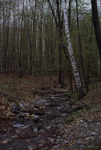 Middle Branch Birch Brook near permanent plot 0916 with paper birch (Betula papyrifera) and red maple (Acer rubrum) forest.