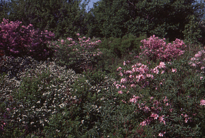 Early pink azalea in flower on Taconic Crest Trail near White Rocks in early June, 1983.