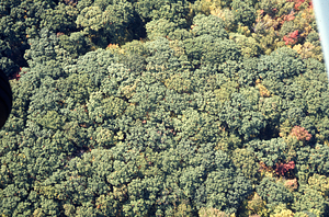 Aerial oblique view International Biological Programme (IBP) Plot - U.S. Forest Service Farm Forestry Unit A South. on 14 October 1971.