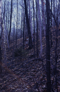 James H. Cornell '72 and Richard Geier '75 coring red maple (Acer rubrum) in permanent plot 0925 in the Moon Lot.
