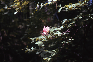Pink azalea in Hopkins Forest on Upper Loop Trail.