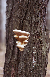 Northern tooth fungus (Climacodon septentrionalis) on a red maple trunk in Hopkins pasture.