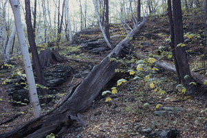 American chestnut (Castanea dentata) stump and down trunk west of Upper Loop Trail.