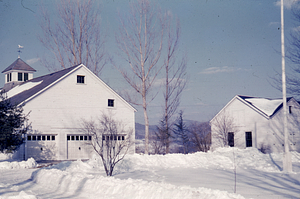 1936 Hybrid Poplars at Forest Headquarters in 1952b