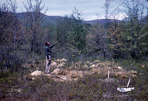 Frank E. Cunningham as human scale factor inspecting Rooted Hybrid Poplar Planting in Hardhack Land, Site 10b, in Hopkins Forest.
