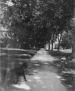 Dog on Main Street, 1897