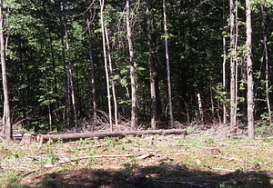 NSF-URP Coppice Woodlot Study. Red maple logs and slash cleared.