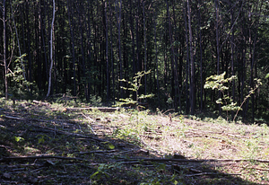 NSF-URP Coppice Woodlot Study. Red maple coppice cut.