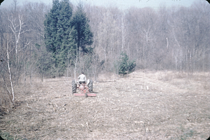 Clearing Hybrid Poplar sprouts with power brush cutter--Spring 1955