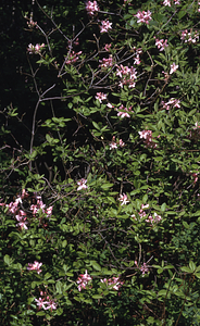 Pink Azalea (Rhododendron prinophyllum) along Taconic Crest Trail.