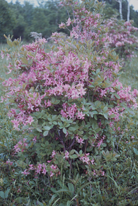 Pink azalea (Rhododendron prinophyllum) in flower near Jim Smith Hill.