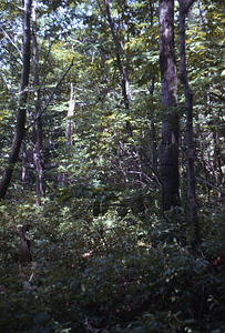 Red oak and red maple in Permanent Plot 0713