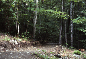 Cutting on HMF - Taconic Trail State Park border.