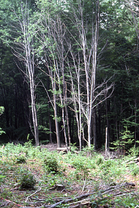 NSF-URP Coppice Woodlot Study. Red maple (Acer rubrum) coppice sprouts 5 weeks after cutting.