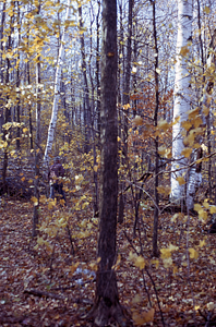 Paper birch (Betula papyrifera) and invading red maple (Acer rubrum) invading.