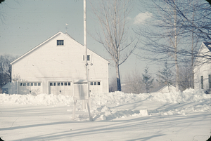 1936 Hybrid Poplars at Forest Headquarters in 1952a