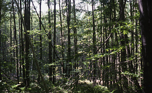 NSF-URP Coppice Woodlot Study. Red maple (Acer rubrum) invasion in old pasture prior to cutting.