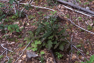 NSF-URP Coppice Woodlot Study. Red maple root sprout and red oak 5 weeks after cutting.