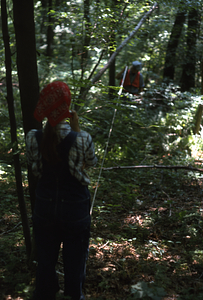 Striped maple (Acer pensylvanicum) study in Hopkins Memorial Forest. Patricia Friedman (Class of 1977) and Jeffrey Erickson (Class of 1977) measuring cruise line.