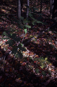 Red oak (Quercus rubra) seedling under red maple (Acer rubrum) canopy in International Biological Programme site.